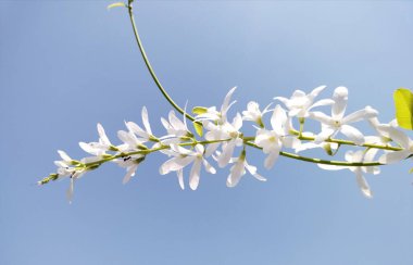 Mavi gökyüzü ile beyaz çiçek 