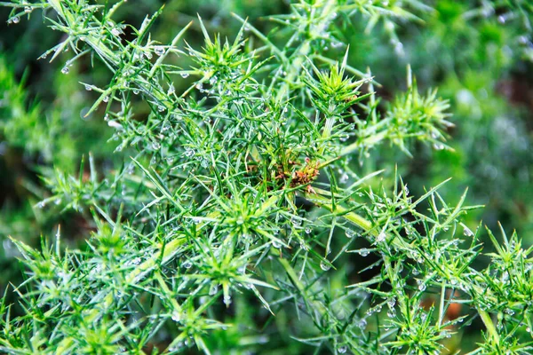 Küçük Çiy Damlaları Olan Yeşil Bir Buğday Bitkisinin Yakınında — Stok fotoğraf