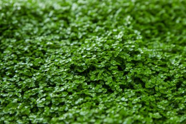Dense background of small juicy green leaves. Natural background of fresh green grass. Microgreens concept. Springtime nature pattern. Copy space. Close up. View from above. Shallow depth of field.