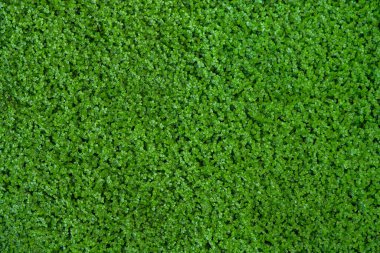 Dense background of small juicy green leaves. Perfect lawn, top view. Natural Easter background of fresh green grass. Microgreens concept. Springtime nature pattern. Copy space. Close up. Nobody.