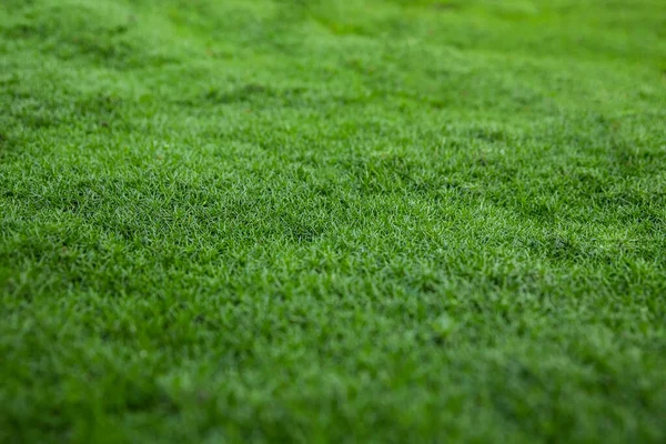 Dense juicy green grass. Perfect lawn, top view. Natural background of fresh green grass. Easter background concept. Lawn for sports. Copy space. Selective focus. Close up. View from above. Nobody.