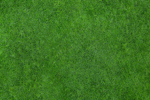 Dense green grass. Perfect lawn, top view. Natural background of fresh green grass. Easter background concept. Lawn for sports. Springtime nature pattern. Copy space. Close up. Nobody.