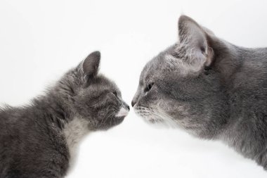 Şirin kedi ve yetişkin kedi birbirlerine yakından bakıyorlar, beyaz arka planda izole edilmiş, yakından. Kedileri koklamak. Evcil kedileri tanıyorum. Profilde bir kedinin portresi, yan görüş. Kedilerin dostluğu.