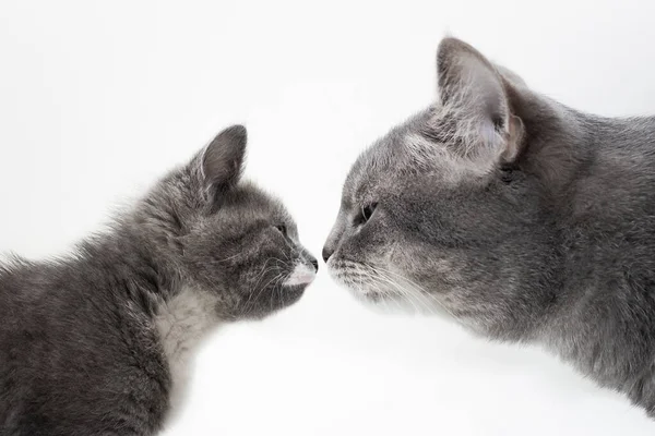 Şirin Kedi Yetişkin Kedi Birbirlerine Yakından Bakıyorlar Beyaz Arka Planda — Stok fotoğraf