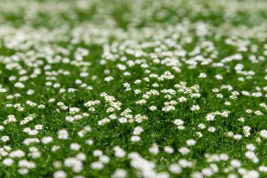 Küçük beyaz çiçekli yoğun yeşil çimenler. Yaklaş, sığ DOF, seçici odaklanma. Taze yeşil çimenler. Paskalya ya da bahar konsepti. Yaz otları. İlkbahar doğa bitkisi. Boşluğu kopyala.