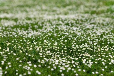 Küçük beyaz çiçekli yoğun yeşil çimenler. Yaklaş, sığ DOF, seçici odaklanma. Taze yeşil çimenler. Paskalya ya da bahar konsepti. Yaz otları. İlkbahar doğa bitkisi. Boşluğu kopyala.