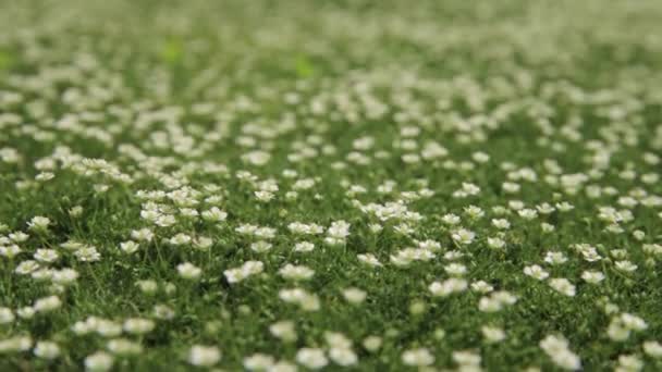 浓密的夏季绿草与小白花 移动相机和选择性的焦点 靠近点 浅浅的Dof 新鲜的绿色夏草 复活节或春季的概念 春天的自然植物 复制空间 — 图库视频影像