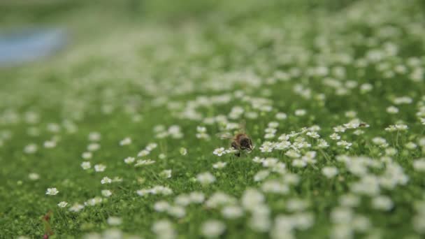 Ιπτάμενη Μέλισσα Συλλέγει Γύρη Νέκταρ Και Γονιμοποιεί Λουλούδια Πράσινο Ζουμερό — Αρχείο Βίντεο