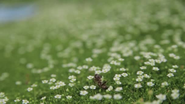 Latająca Pszczoła Miodna Zbiera Pyłek Lub Nektar Zapyla Kwiaty Zielonej — Wideo stockowe