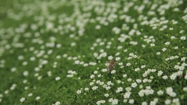 Медовая Пчела Собирает Пыльцу Нектар Опыляет Цветы Зеленой Сочной Траве — стоковое видео