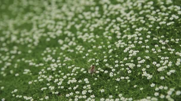 蜜蜂在盛开的草地上采集花粉或花蜜 并在绿色多汁的草地上授粉 顶部视图 近距离 有选择的焦点 浅层Dof 农业或园艺概念 — 图库视频影像