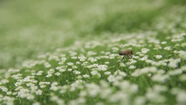 飞蜂采集花粉或花蜜 并在盛开的草地上的绿色多汁的草地上给花朵授粉 近距离 有选择的焦点 浅层Dof 农业或园艺概念 — 图库视频影像