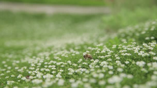 飞蜂采集花粉或花蜜 并在盛开的草地上的绿色多汁的草地上给花朵授粉 近距离 有选择的焦点 浅层Dof 农业或园艺概念 — 图库视频影像