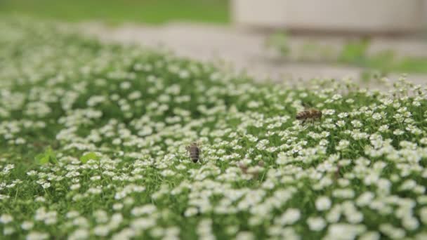 ミツバチは花粉や蜜を収集し 開花した草原の緑のジューシーな草に花を受粉させます 閉じる 選択的焦点 浅いDof 園芸の概念 — ストック動画