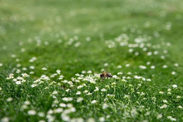 Die Honigbiene Sammelt Pollen Und Nektar Eine Biene Bestäubt Blumen — Stockfoto