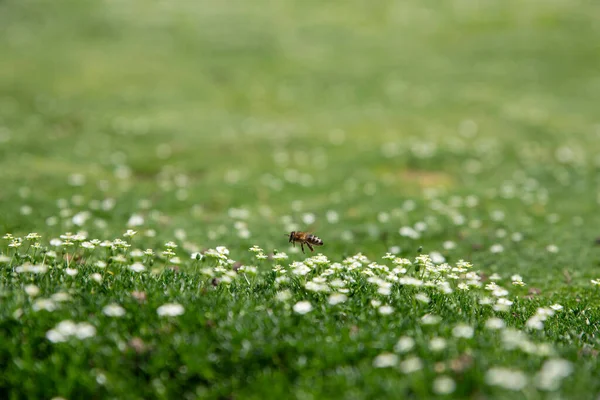 Uçan Bal Arısı Çayırdaki Yeşil Sulu Çimlerde Polen Nektar Toplar — Stok fotoğraf