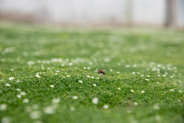Vliegende Honingbij Verzamelt Stuifmeel Nectar Bestuift Bloemen Groen Sappig Gras — Stockfoto