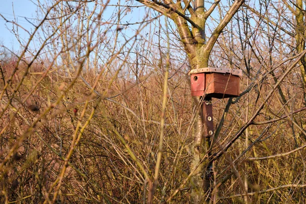 Homemade Nesting Box Birdhouse Nailed Tree Bushes Shrubbery Sunny Spring — Stock Photo, Image