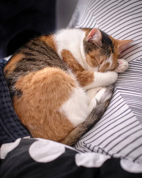 Καθημερινή Χαλάρωση Μιας Χαριτωμένης Τρίχρωμης Γάτας Calico Που Κοιμάται Ασπρόμαυρα — Φωτογραφία Αρχείου