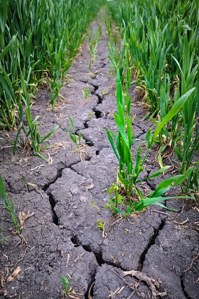 在被嫩绿色植物环绕的干枯的农田里 有一道很深的裂缝 因气候变化生态问题造成的严重的不可持续的化学品施肥和干旱造成的 捷克共和国 全球变暖概念 — 图库照片