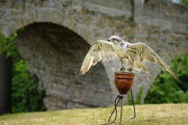 Decin (Tetschen), Çek Cumhuriyeti - 14 Mayıs 2023: Eğitimli büyük esir saker şahin (Falco cherrug) avcı kuş kaledeki şenliklerde görüldü. Şahin avı için hızlı ve güçlü bir kuş..