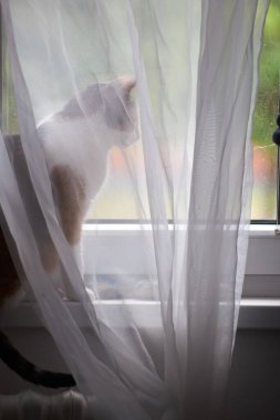 Güneşli bir günde beyaz bir perdeyle pencereden dışarı bakan üç renkli beyaz bir kedi. Önlüğün üzerinde oturan sevimli beyaz siyah kedicik. Pencerenin pervazında üç renkli sevimli kedi portresi.