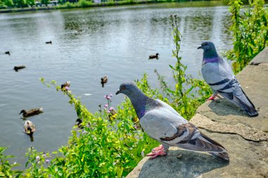 Nehrin kıyısında bir çift güvercin ya da güneşli bir günde bir şehir parkında gölet. Taş bir duvarda oturmuş, suyun üzerinde bir sürü ördek görüyorum..