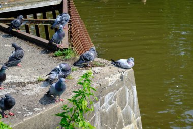 Güneşli bir günde şehir parkındaki bir göletin barajında dinlenen güvercinler. Suya yakın beton bir yaylım ateşinde oturuyor..