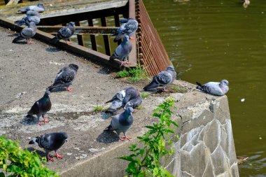Güneşli bir günde şehir parkındaki bir göletin barajında dinlenen güvercinler. Suya yakın beton bir yaylım ateşinde oturuyor..