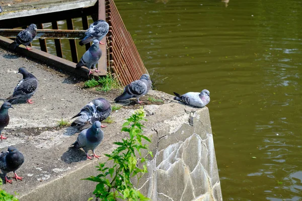 Pigeons Resting Dam Pond City Park Sunny Day Sitting Concrete — Stock Photo, Image