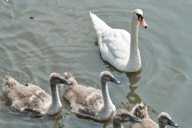 Sevimli genç kuğu yavruları (Cygnus olor) ve anneleri nehir, göl veya göletin su yüzeyinde yüzüyorlar. Yakın plan fotoğraf. Erken yaz kuşları aile sahnesi.