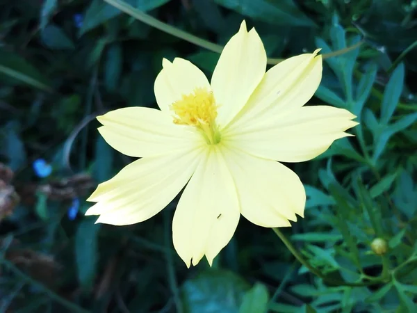 Cosmos Sulphureus Bonito Gorgeus Flor Amarela Foto Alta Qualidade — Fotografia de Stock