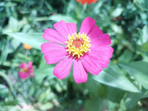Beautiful Powerful Zinnia Elegans Flower Photo High Quality Photo — Stock Photo, Image