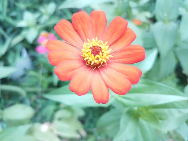 Excellent Powerful Zinnia Elegans Flower Photo High Quality Photo — Stock Photo, Image