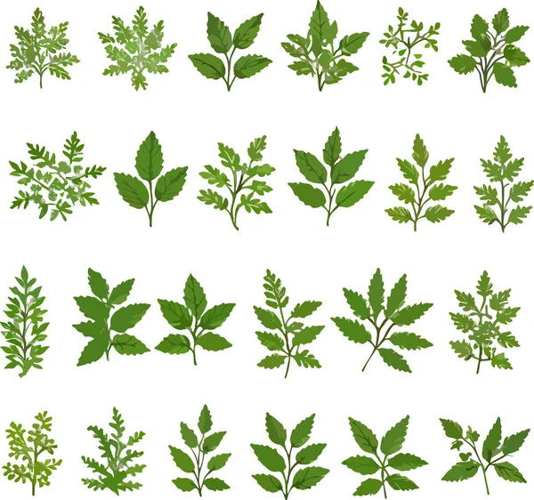 Verzameling Van Groene Bladplanten Bos Kruiden Lente Tropische Bladeren Flora — Stockvector