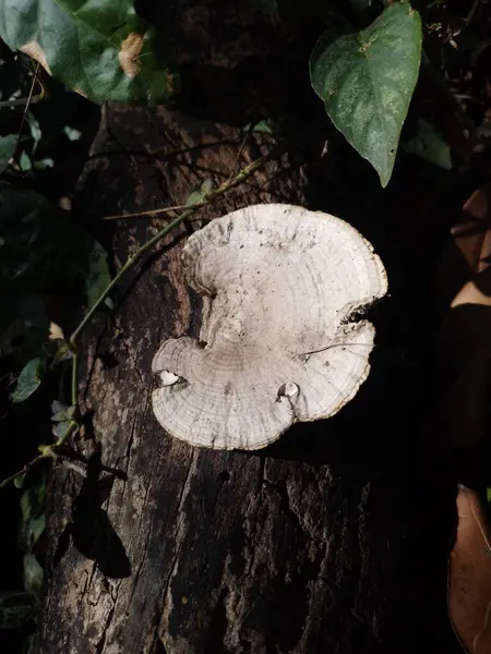 Ağaç gövdesinde büyüyen dev yay mantarları. Yüksek kalite fotoğraf