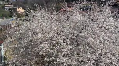 Çiçek açan büyük kiraz ve şeftali ağacı. Bahar çiçekleri açarken antik bir İtalyan köyünde panoramik bir bahçe manzarası. Kuzey İtalya 'nın tepeleri baharda.