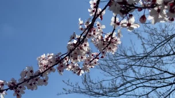 春の風に揺れる桜の枝 紺碧の青空を背景に閉じます 平和とリラクゼーションの感覚 — ストック動画