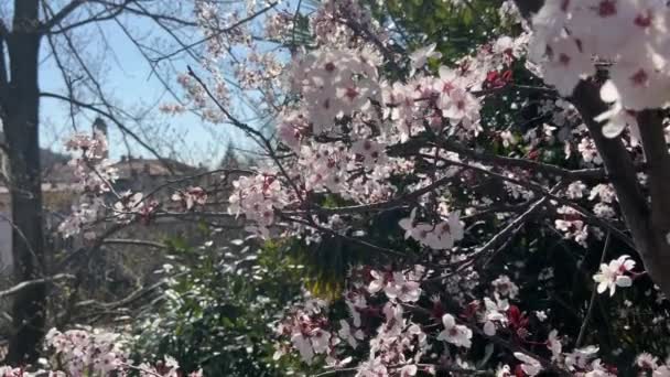 Lkbaharda Kiraz Ağacının Ortasında Bal Arısı Var Gül Yaprakları Arılar — Stok video