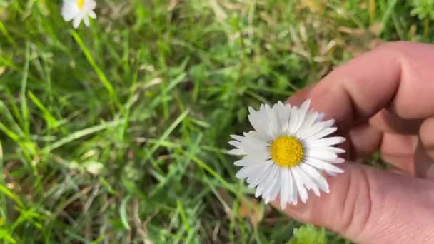 Parmaklarının Arasında Çiçek Açan Papatya Çiçeğini Bük Yeni Koparılmış Beyaz — Stok video