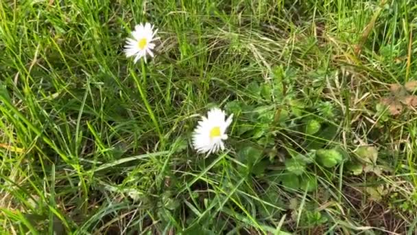春天摘下一朵野雏菊 摘下一朵盛开的雏菊的茎 — 图库视频影像