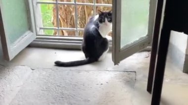 Parmaklıklarla pencereden kaçan bir kedi. Açık pencereden atlayan siyah beyaz kedi yavrusu..