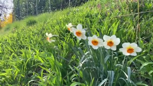 Blooming White Orange Narcissus Flowers Spring Flowering Spontaneous Wild Flowers — Stock Video