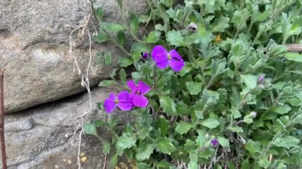 Ανθισμένα Λουλούδια Από Άγριες Βιολέτες Άνοιξη Ανθίζει Αυτόματα Αγριολούλουδα — Αρχείο Βίντεο