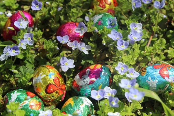 Colored easter eggs in flowering spring field. Pictures of chocolate Easter bunnies. easter background and image.