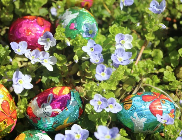 Colored easter eggs in flowering spring field. Pictures of chocolate Easter bunnies. easter background and image.