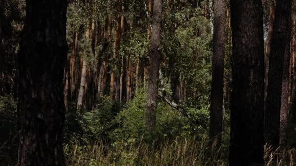 Dense Woodland Scene Lots Trees Shrubs Summer Visible Heat Waves — Wideo stockowe