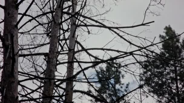 Drzewa Leśne Strasznymi Gałęziami Kołyszą Się Pochmurną Pogodę Silny Wiatr — Wideo stockowe
