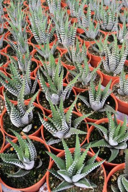 Yeşil ve beyaz çizgili bir sıra saksı bitkisi. Bitkiler küçük turuncu kaplarda.