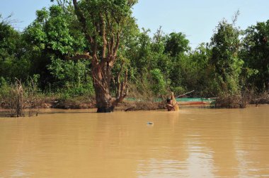 Siem Reap Angkor Wat Kamboçya 'da bataklığın ortasında bir ağaç var. Su kahverengi ve bulanık.